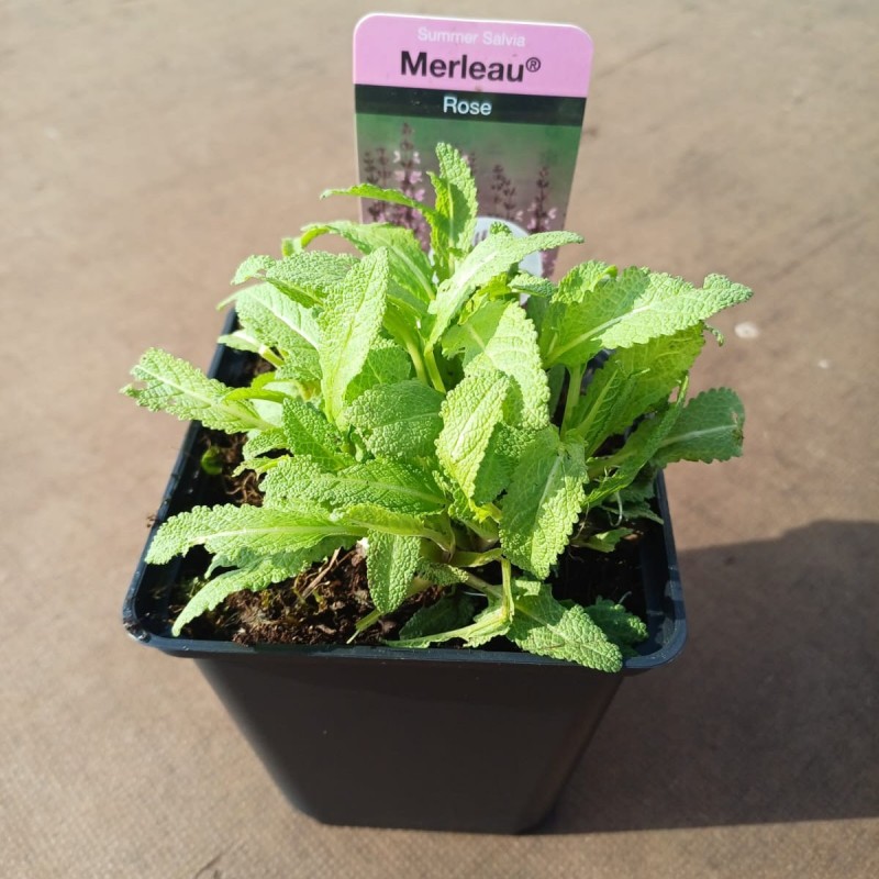 różowa szałwia sadzonki