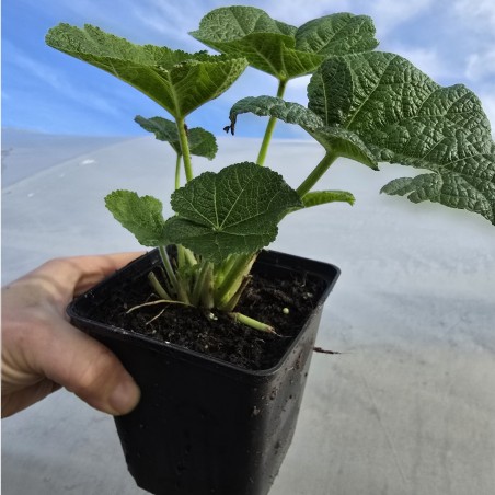 Malwa pełna sadzonka