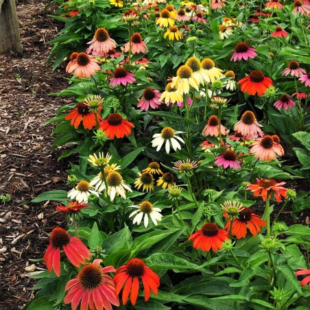 jeżówka mrozoodporna