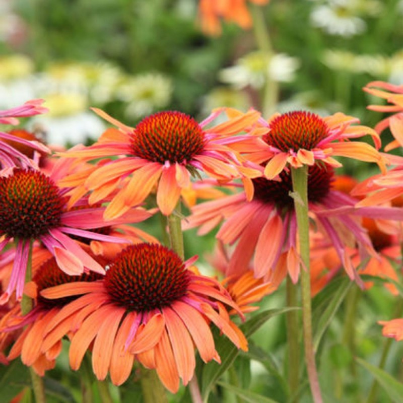 Jeżówka pomarańczowa