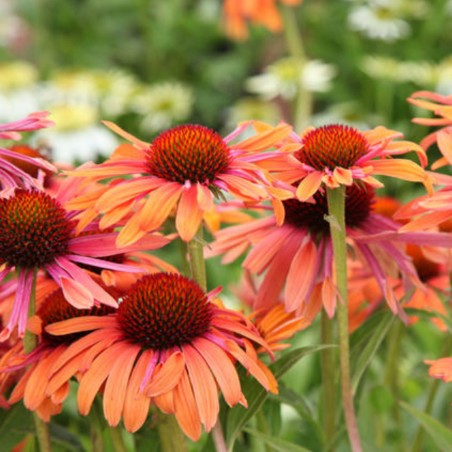 Jeżówka pomarańczowa