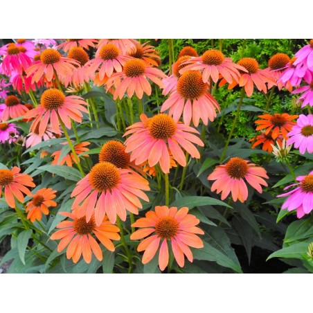 jeżówka pomarańczowa