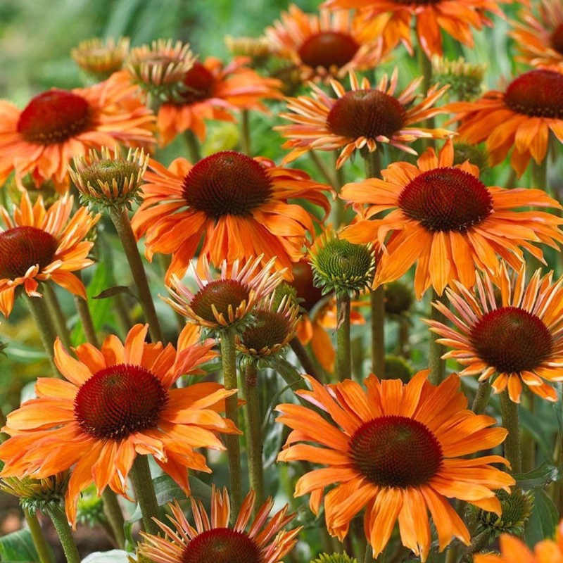 jeżówka pomarańczowa