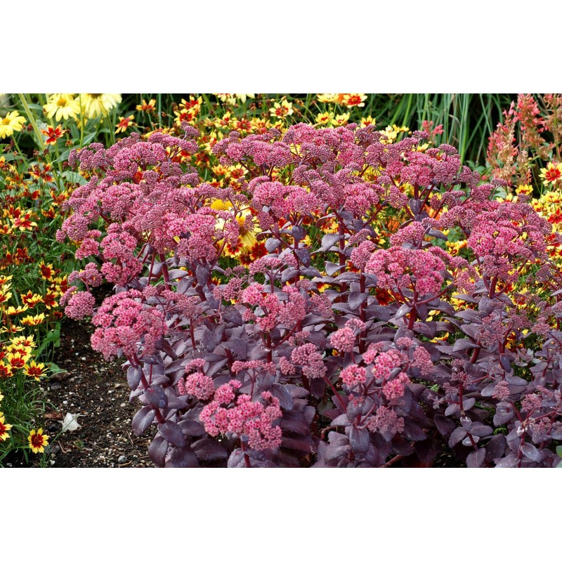 rozchodnik kaukaski bylina