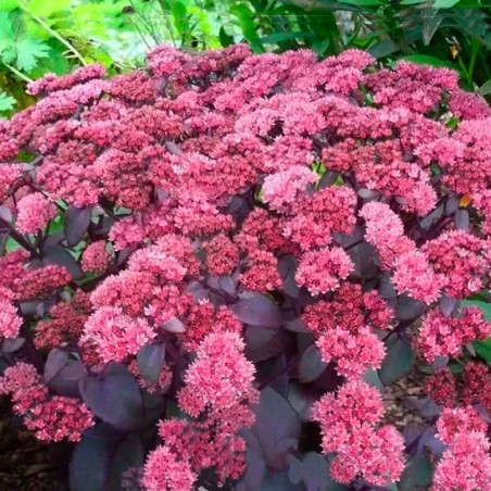 Rozchodnik wieloletnia bylina