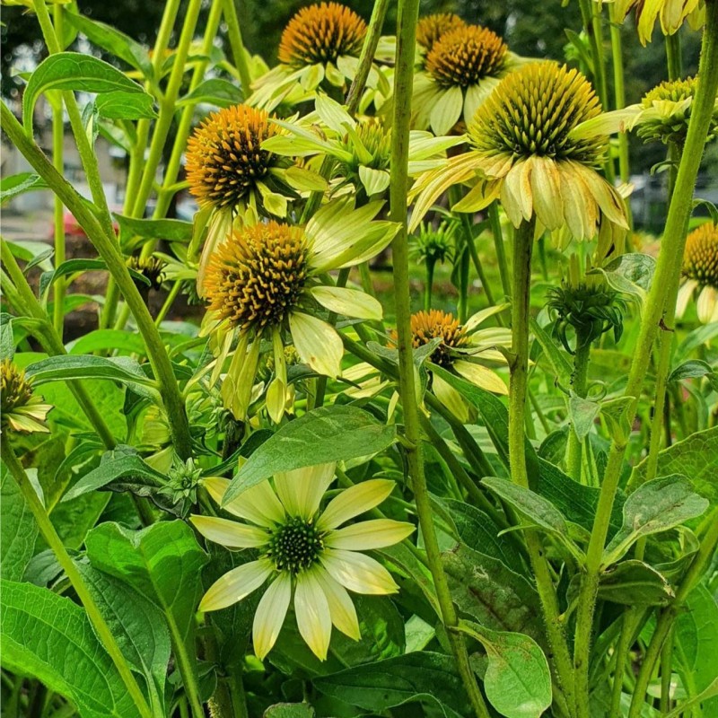 Jeżówka sombrero Double Lime