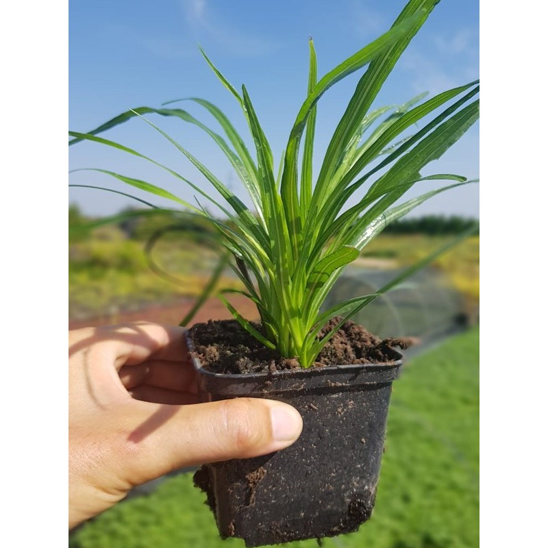 Liatra kłosowa cena