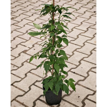 Powojnik, clematis sadzonka