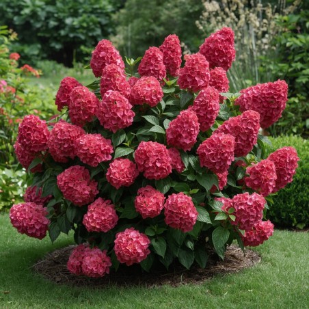 Hortensja melba sadzonka