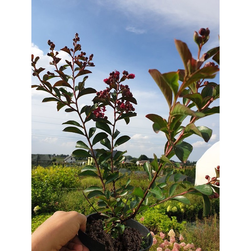 Lagerstroemia fioletowa sadzonka