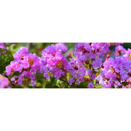 Lagerstroemia