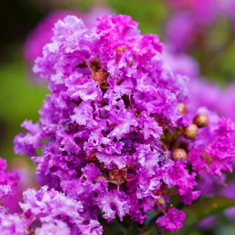 Lagerstroemia fioletowa okrywanie