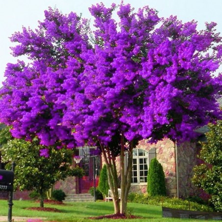 Lagerstroemia zimowanie