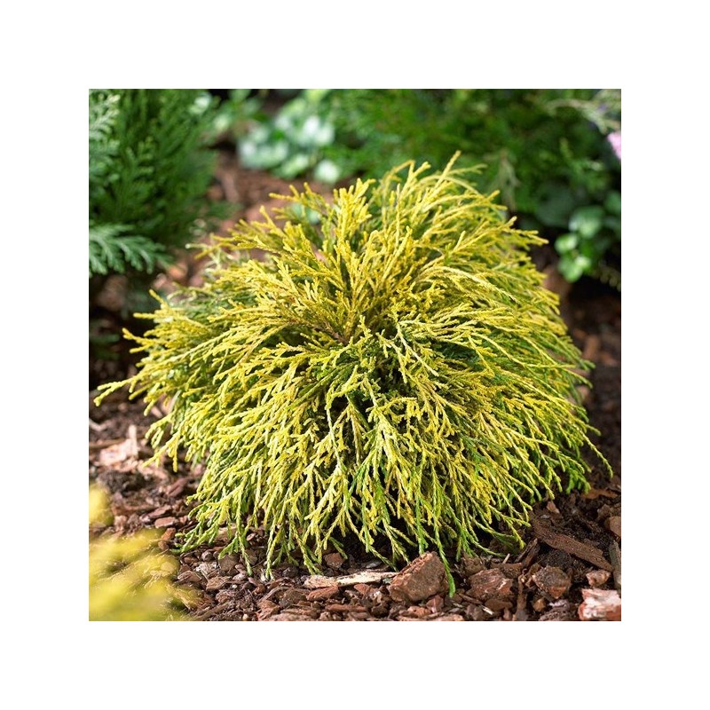 Cyprysik groszkowy Sungold sadzonka