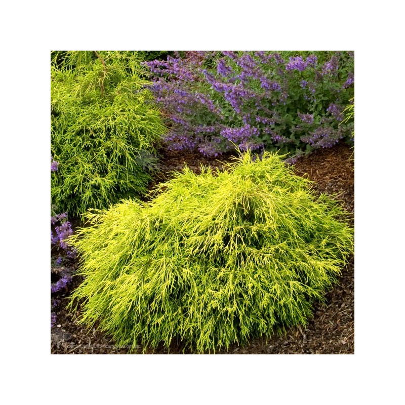 Cyprysik groszkowy Sungold cena