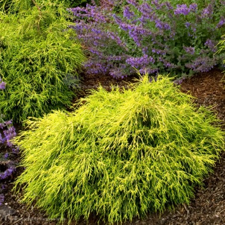 Cyprysik groszkowy Sungold cena