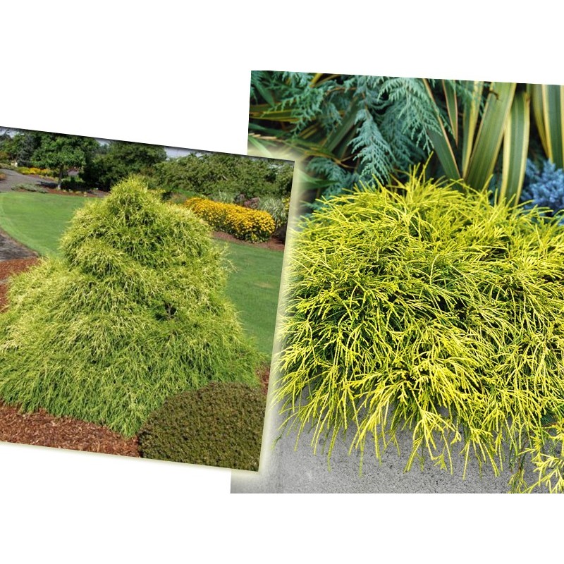 Cyprysik groszkowy Sungold cena