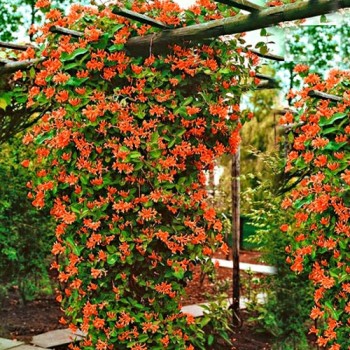 Wiciokrzew henrego zimozielony