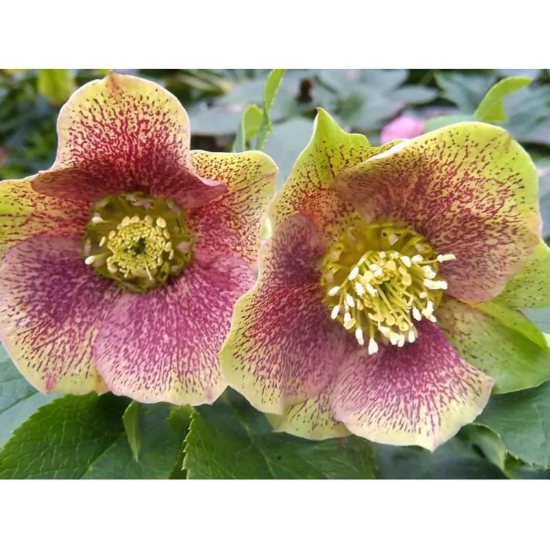 Ciemiernik gdzie kupić