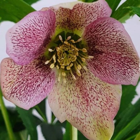 Ciemiernik kwitnie zimą