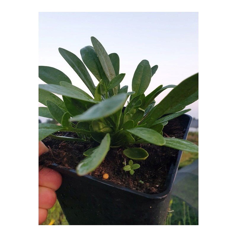 Nachyłek ruby frost sadzonka