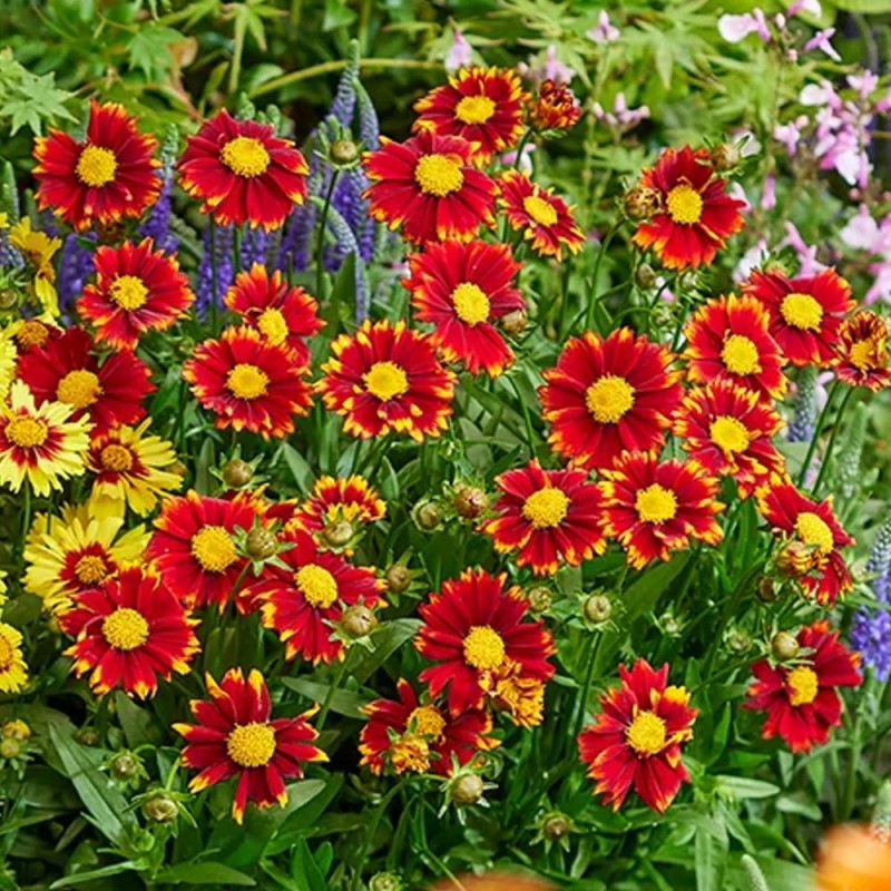 Nachylek uptick red sadzonka