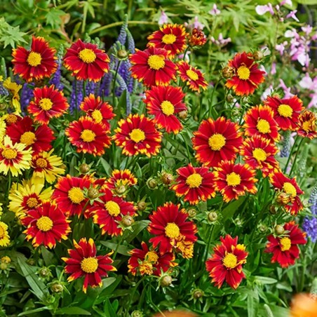 Nachylek uptick red sadzonka