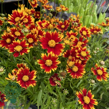 Nachyłek uptick red