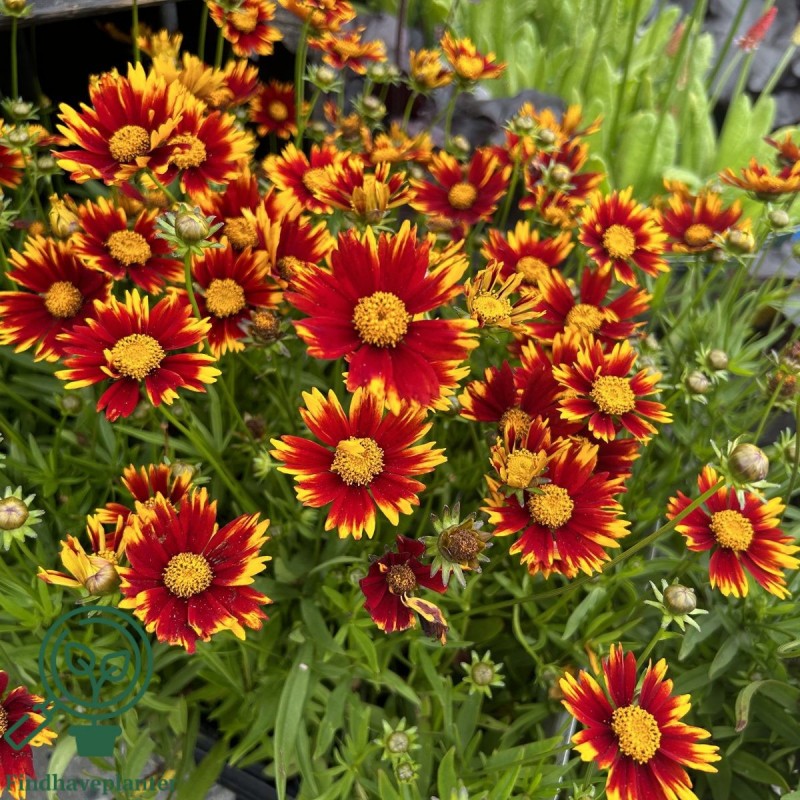 Nachyłek uptick red