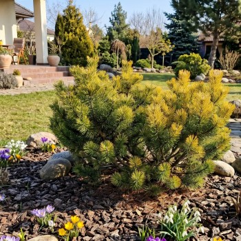 Sosna gorska wintergold szczepiona