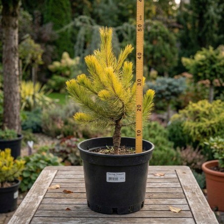 Sosna gorska wintergold szczepiona sadzonka