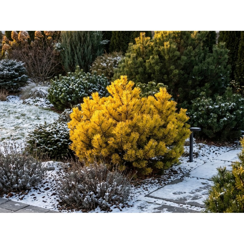 Sosna gorska wintergold szczepiona cena