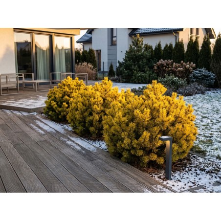 Sosna gorska wintergold szczepiona sadzonka