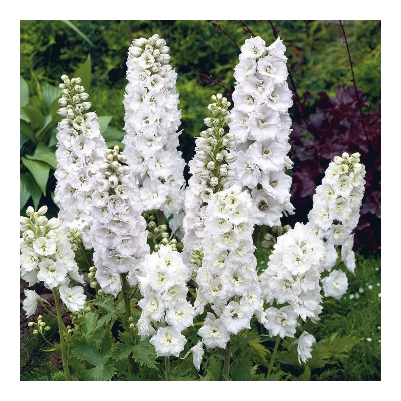 biała ostróżka sadzonka