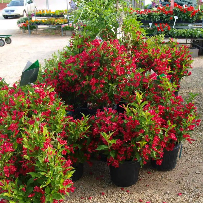 Krzewuszka czerwona sadzonka