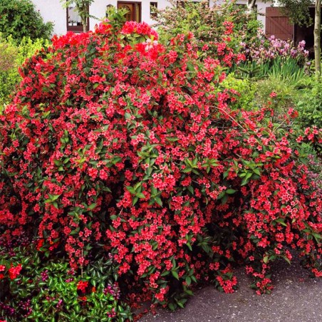 Krzewuszka czerwona cena