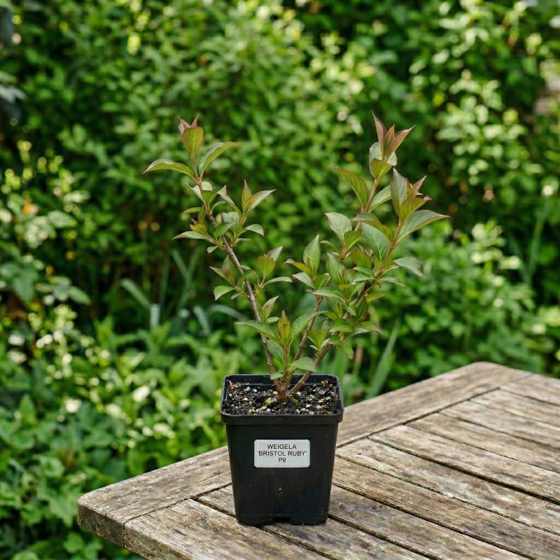 Krzewuszka czerwona sadzonka