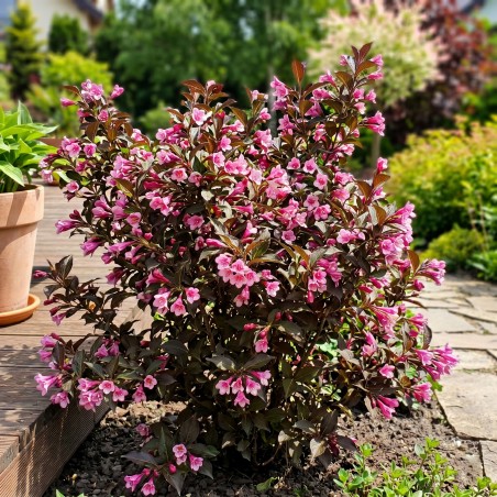 Krzewuszka nana purpurea sadzonka