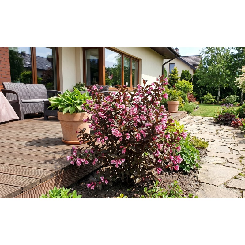 Krzewuszka sadzonka cena