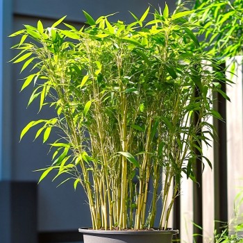 Bambus rdzawy 'Rufa' (Fargesia rufa)