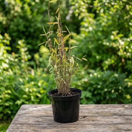 Bambus kępowy sadzonki