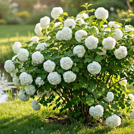 Kalina opulus roseum