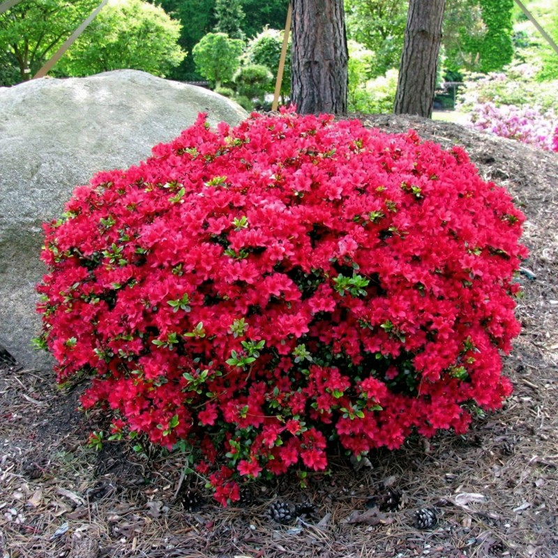 Azalia czerwona sadzonka