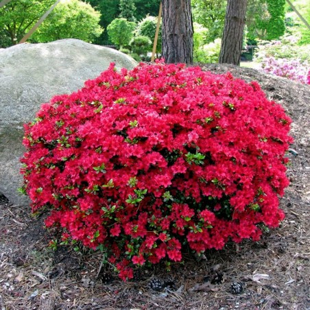 Azalia czerwona sadzonka