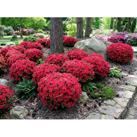 Azalia japońska sadzonka