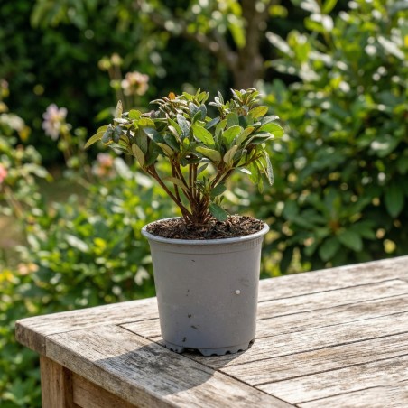 Azalia miniaturowa sadzonka