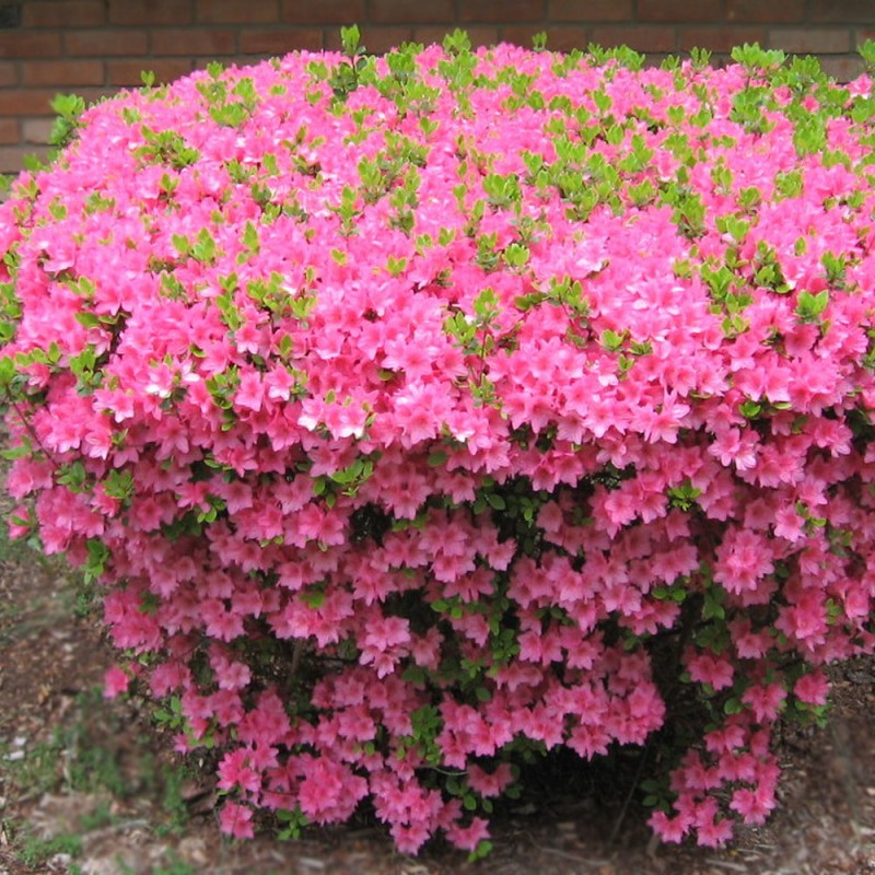 Azalia japońska różowa sadzonka