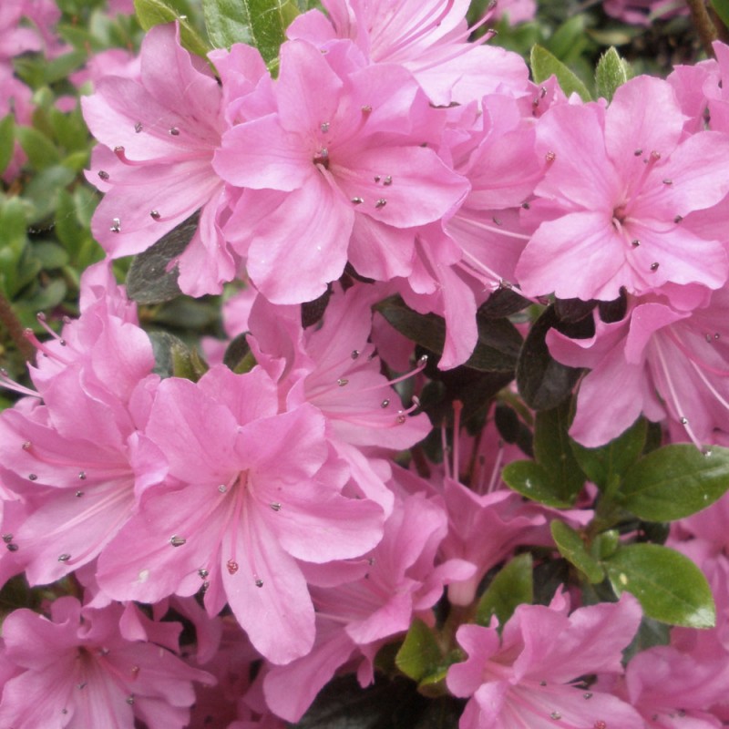 Azalia japońska sklep