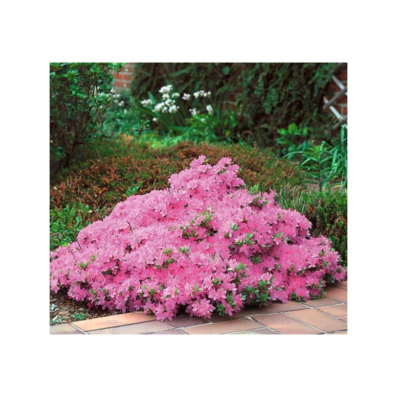 Azalia japońska sadzonka sklep