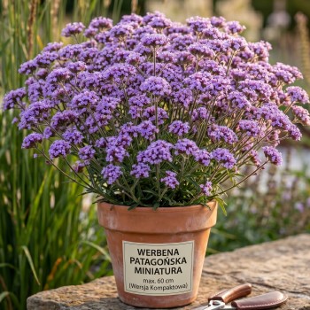 Werbena patagońska miniaturowa sadzonki